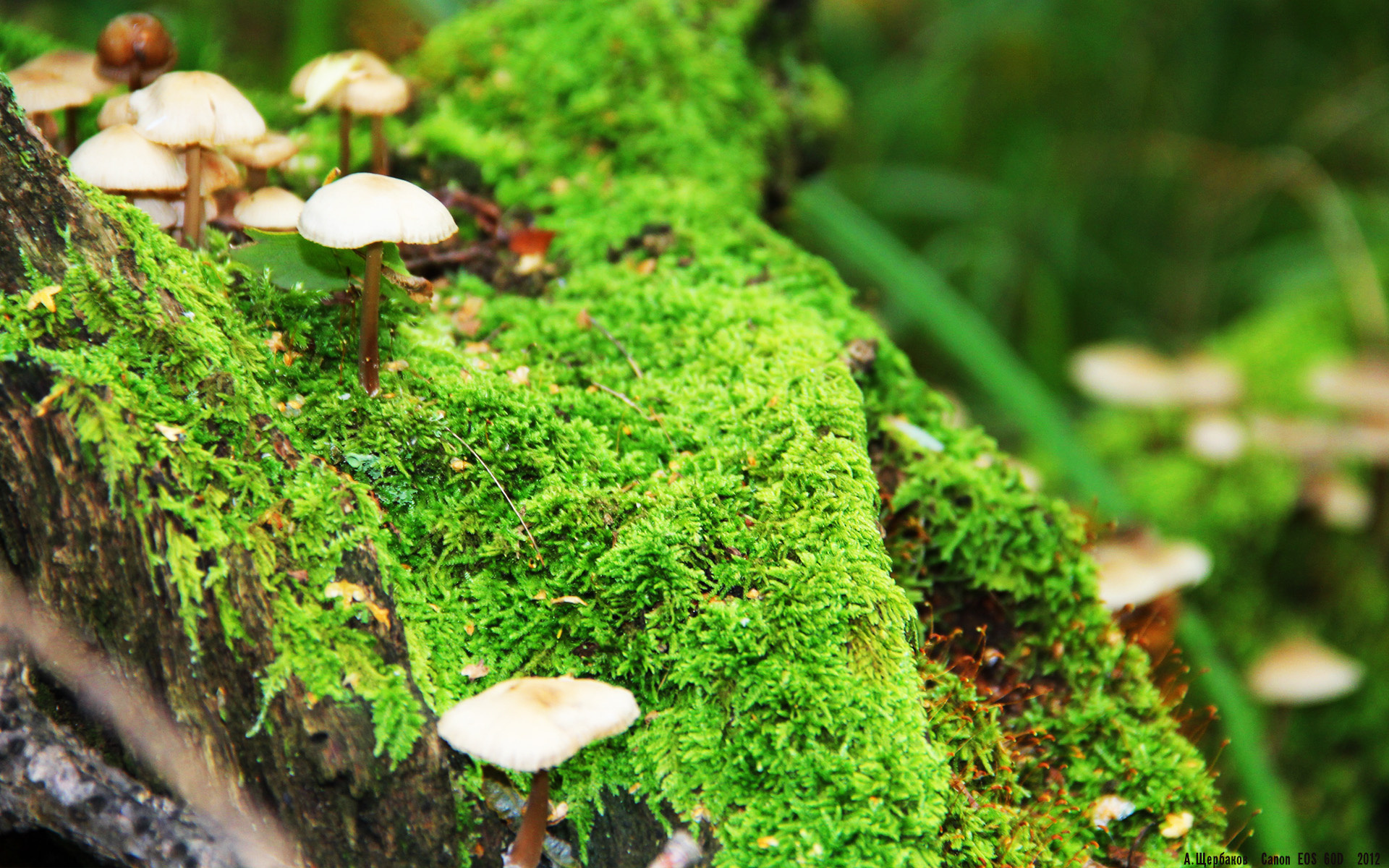 黄金入球与绿茵哲学家，京多安一击诠释巴萨真核的诞生