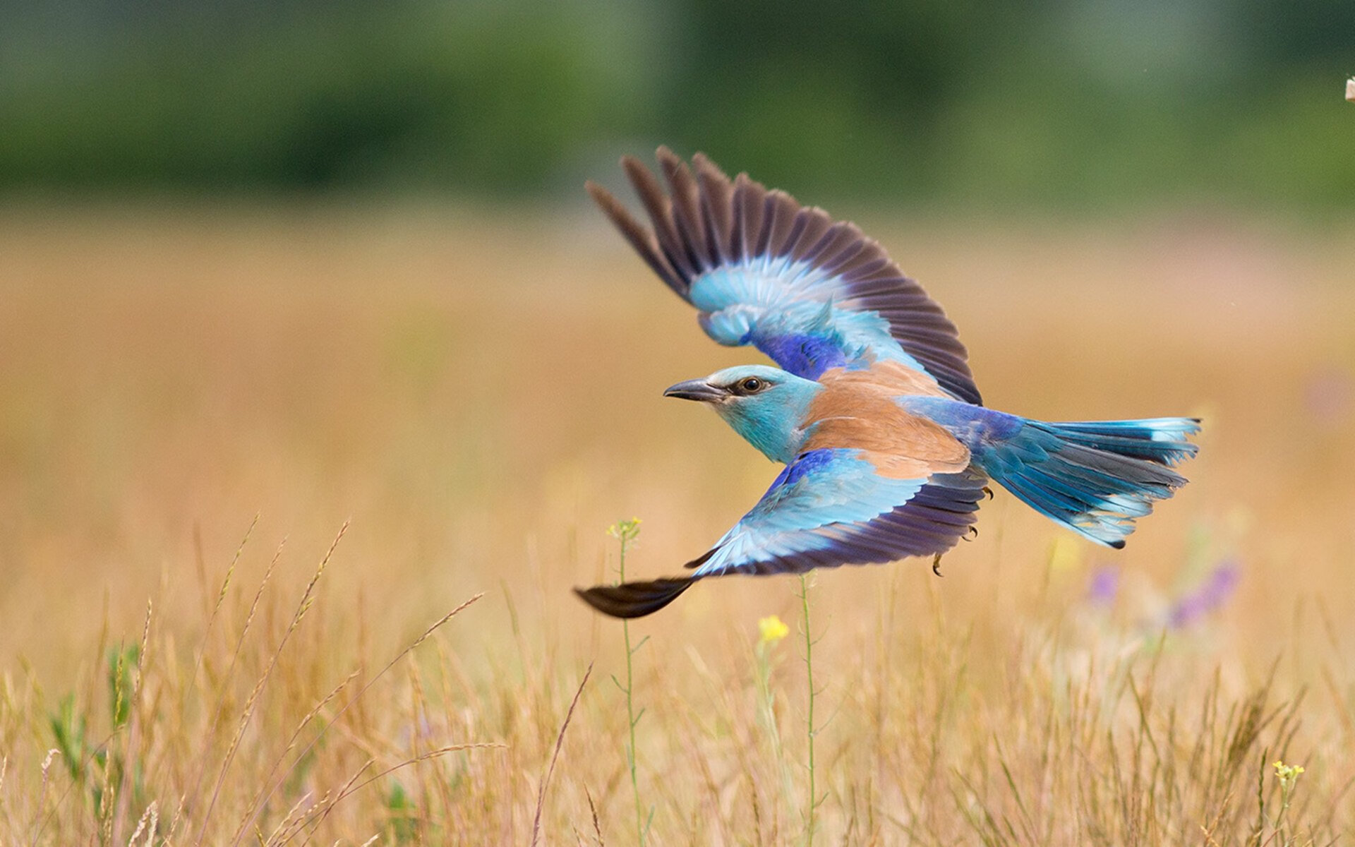 双线鏖战，当足球的宏大叙事遇上篮球的肌理之争