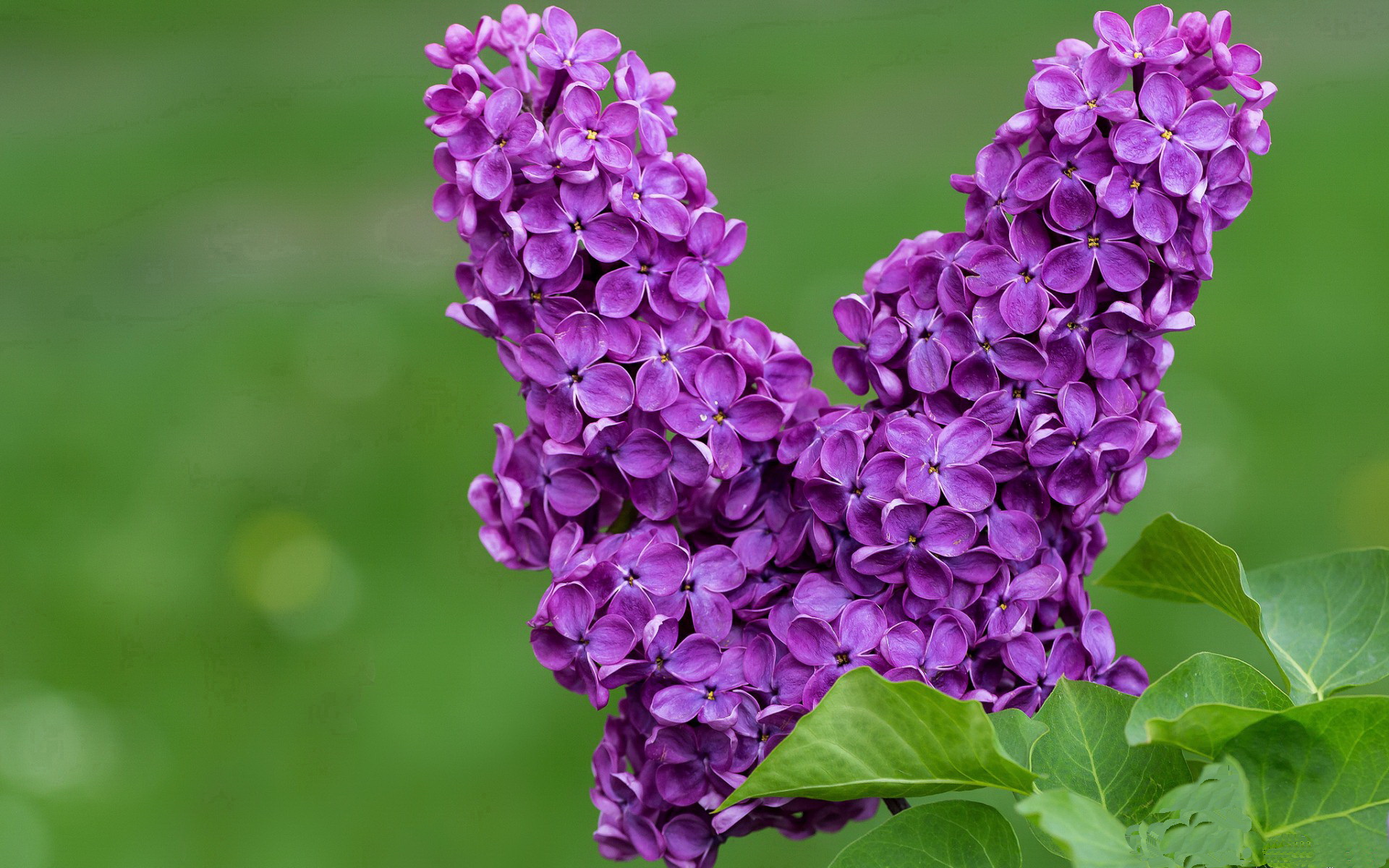 毕尔巴鄂的钢铁镰刀,格纳布里挥刀收割尤文图斯