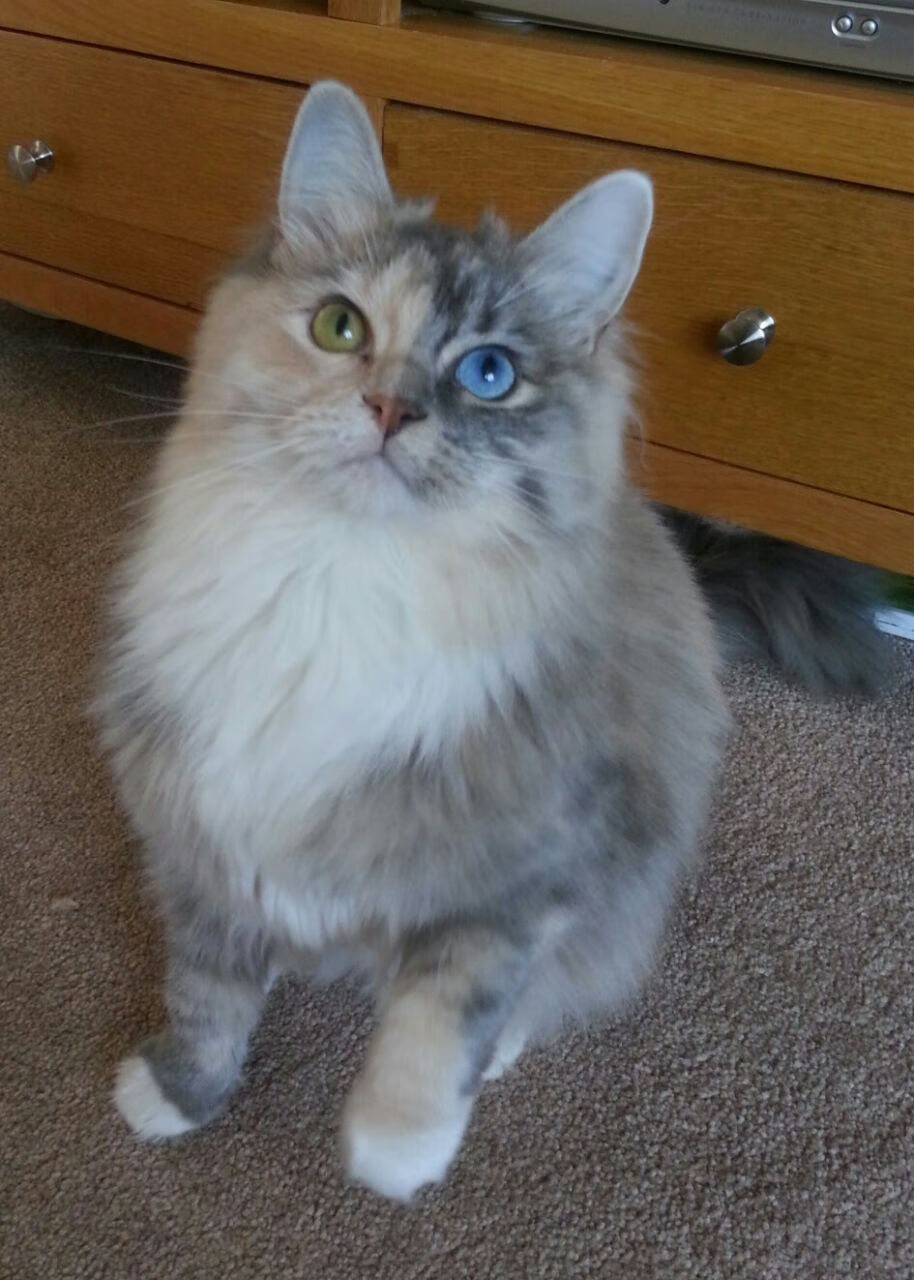 当聚光灯最灼热时诞生,F1争冠夜与戈贝尔定律的终极印证