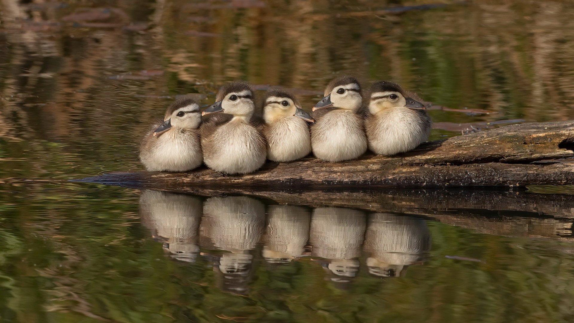 对阵鹈鹕狂轰31分，西亚卡姆用对位统治证明，东部大杀器已完全觉醒