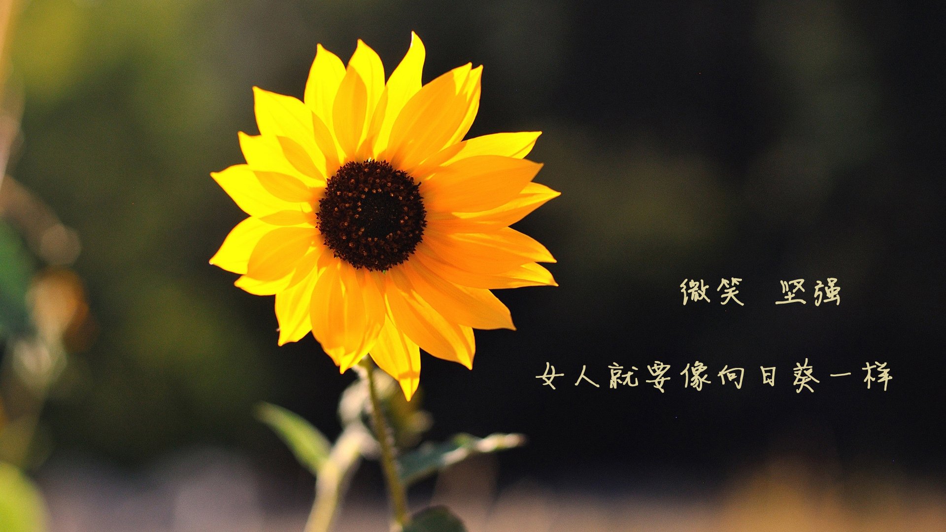 末节风暴定乾坤！猛龙窒息防守击溃山西，世界排名暗战再起波澜