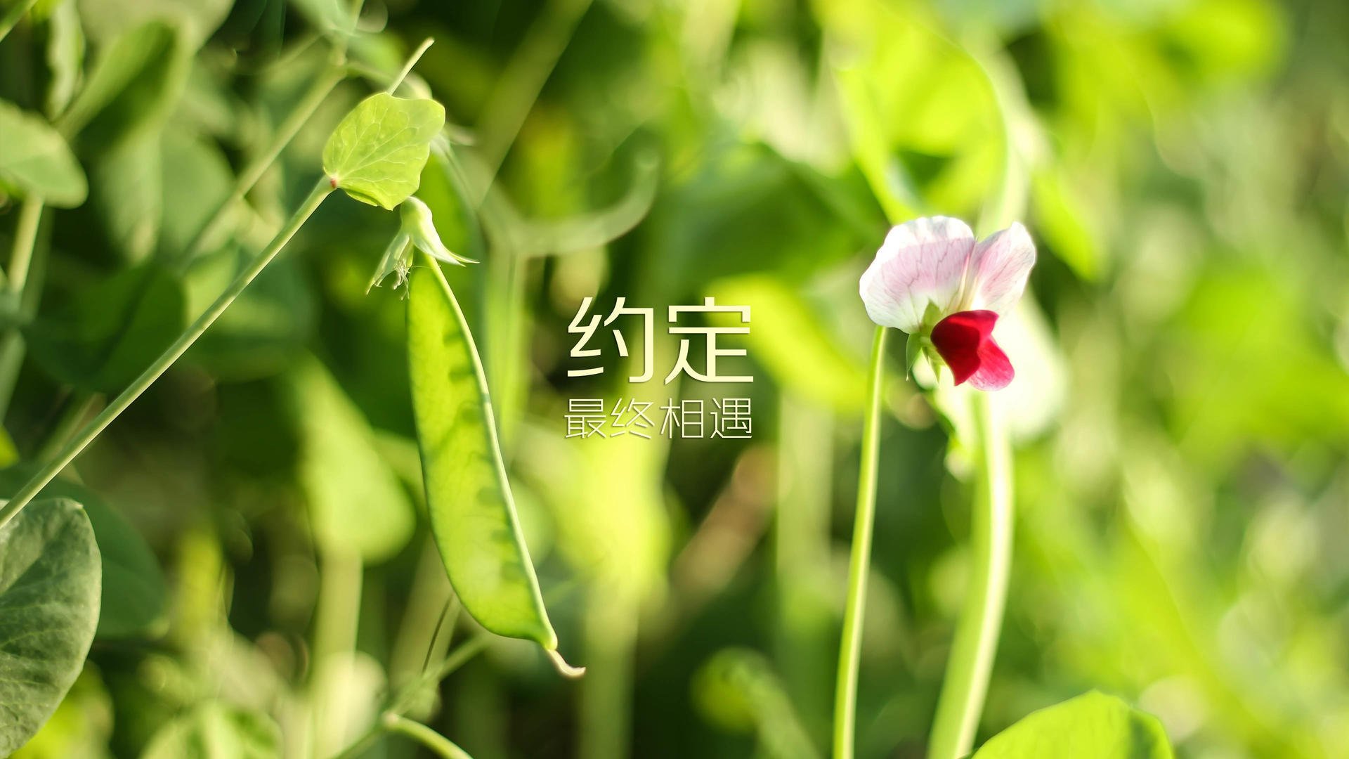 这是一篇为您定制的文章,标题紧扣唯一性与不可复制的赛事瞬间